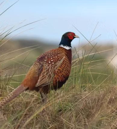 helmhoeve veel vogels